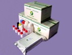 Ractopamine ELISA Test Kit