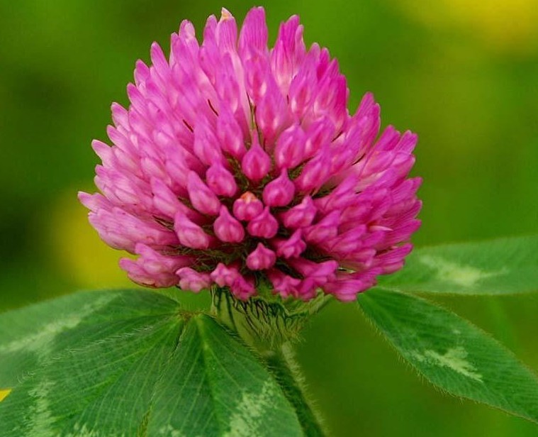 Supply Red Clover Extract Powder
