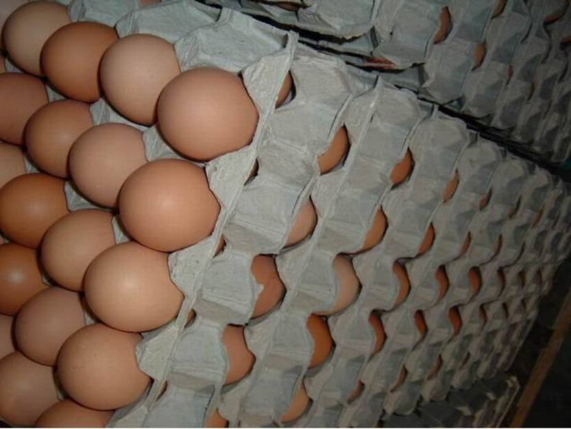 Свежие органические яйца, оплодотворенные яйца