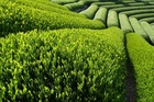 Чистый Природный Экстракт Зеленого Чая