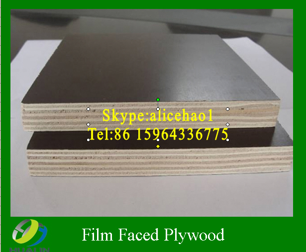 Film faced plywood Eucalyptus core