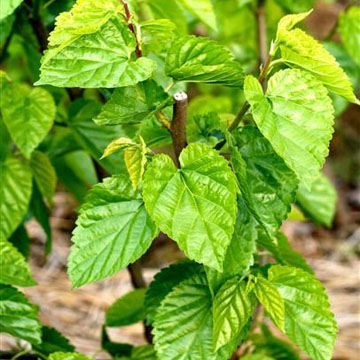 Mulberry leaf Extract