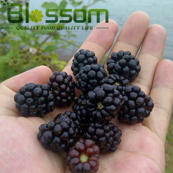 IQF blackberry frozen blackberry