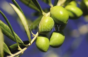 Высокое качество оливковое экстракт листьев порошок