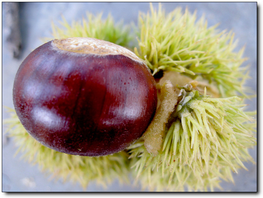 Chestnut,sweet chestnut,qianxi chestnut,luotian chestnut,