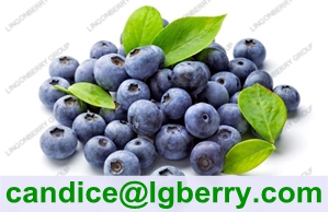 Blueberry P.E /Anthocyanin 5%-70%/wild blueberry 