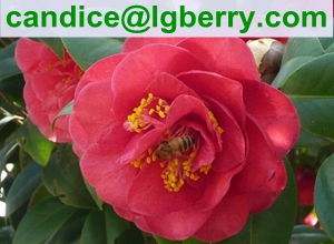 High Quality Pure Camellia Bee Pollen