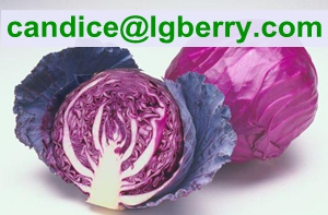 High quality red cabbage extract /anthocyanin 
