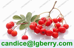 High quality natural anthocyanin of chokeberry extract