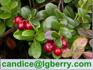(Canada Imported Cranberry) Fruit juice concentrate cranberry extract