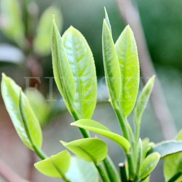Natural green tea extract powder pharmaceutical product