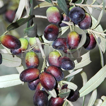 Экстракт оливковых листьев порошок добавки Finesky