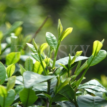 Natural herbal green tea extract 