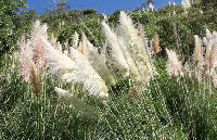 Wild reed extract