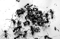 Черный муравей экстракт