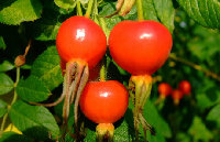 Rose Hip extract