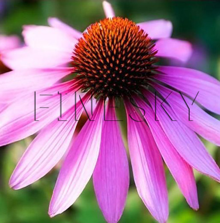 Finesky herbal echinacea purpurea extract supplement