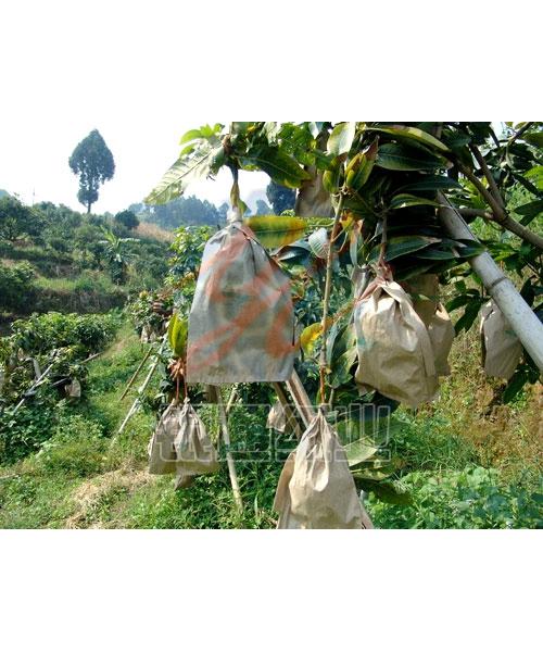 mango paper bag protection bag fruit growing paper bag