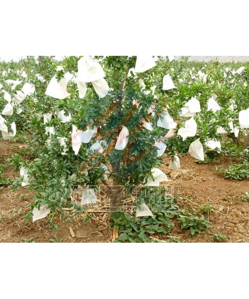 fruit protection paper bag /fruit pomegranate growing bag