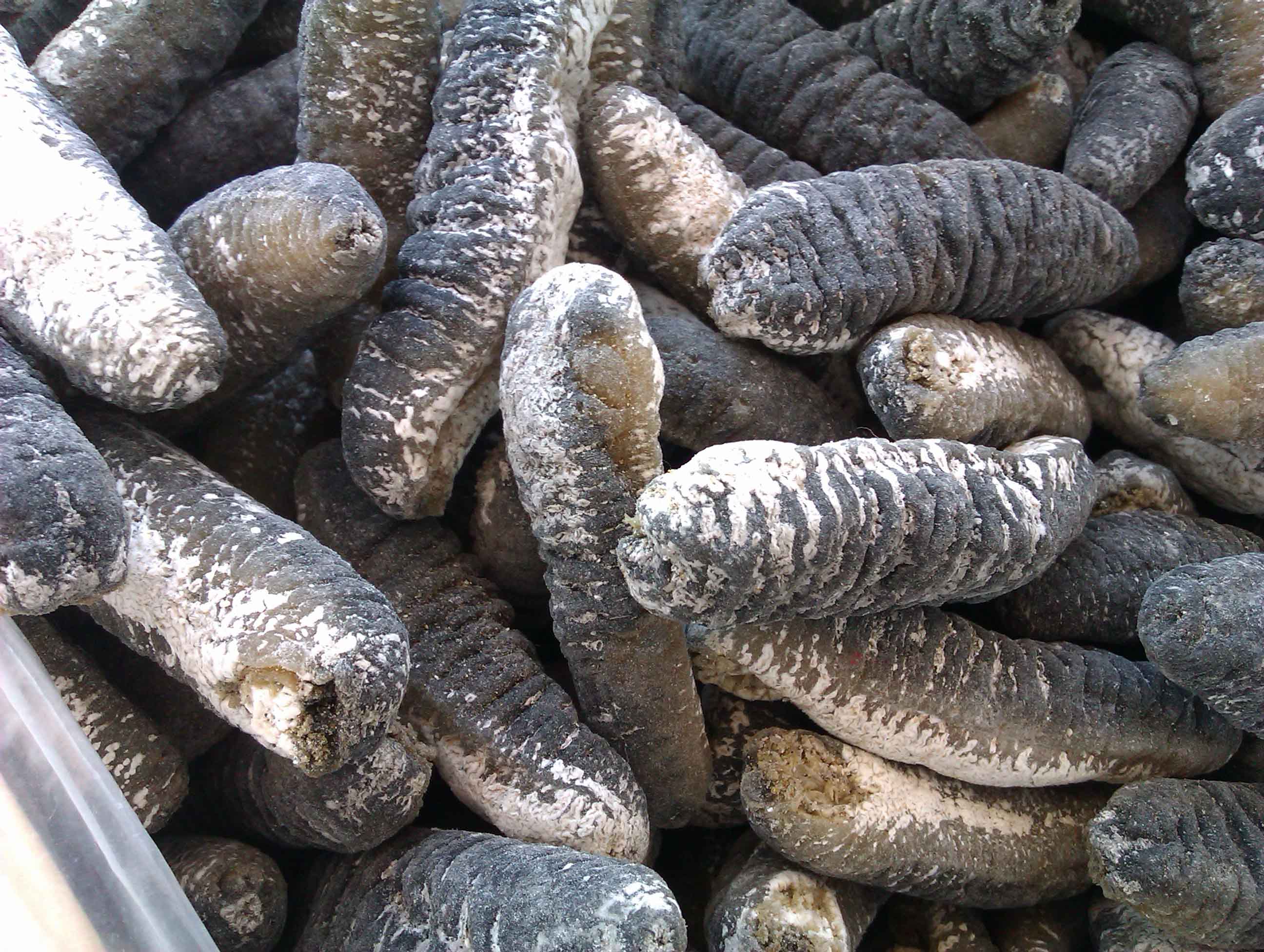 Dried and frozen Sea Cucumber