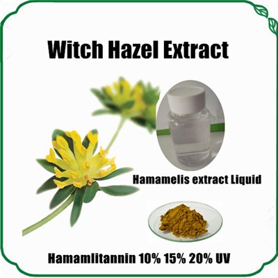 Hamamelis Extract