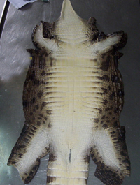 Raw Animal Skins / Salted Crocodile Skins
