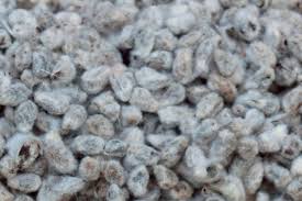Cotton Seed Extract