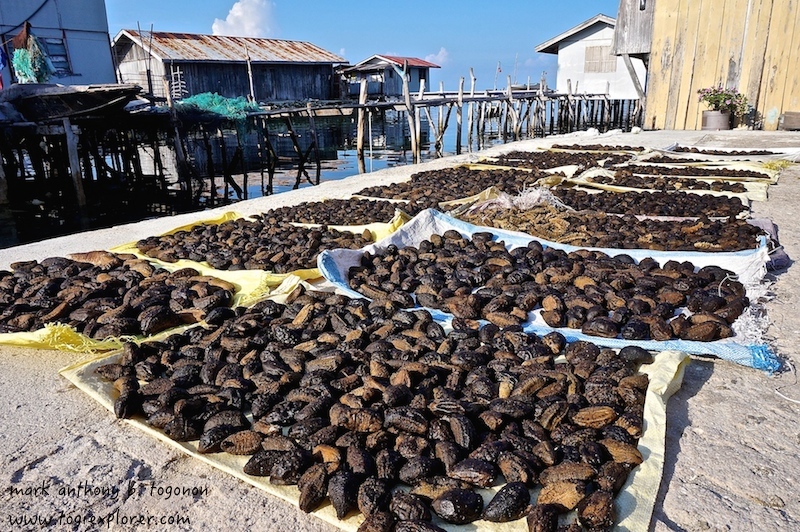 Dried Sea Cucumber Supply