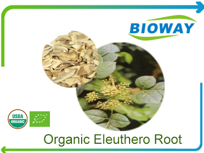 Organic Eleuthero Root