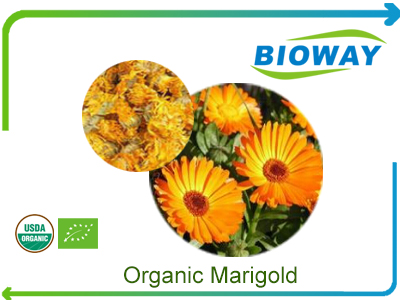 Organic Marigold