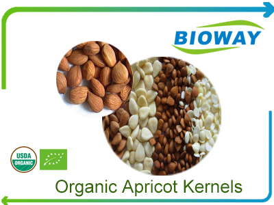 Organic Apricot Kernels