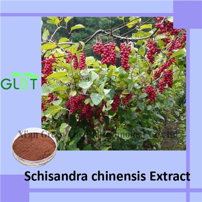 Schisandra Chinensis Extract