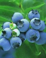 blueberry anthocyanin