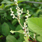 Giant Knotweed Extract Resveratrol