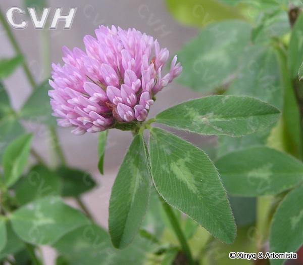 Red Clover Extract