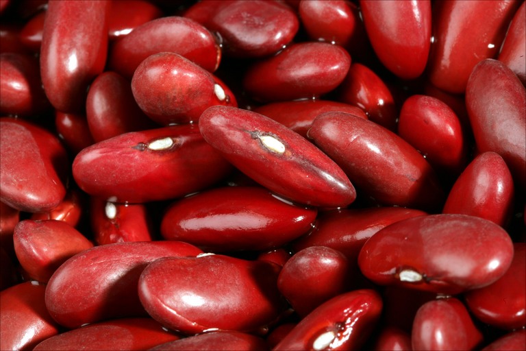 Kidney beans for sell