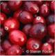 Экстракт клюквы / Cranberry extract