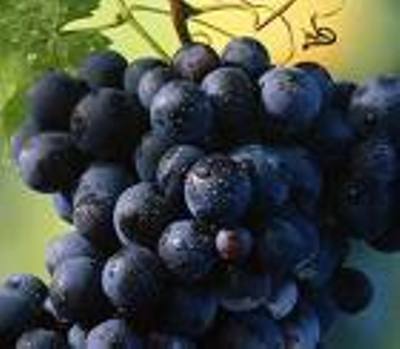 Экстракт виноградных зерен / Grape seed extract