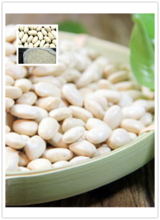 White Kidney Bean P.E. Powder /White Kidney Bean Extract