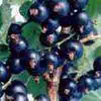Ribes Nigrum (Black currant Anthocyanin)