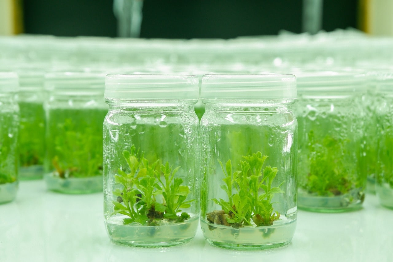 Agar Agar Plant Tissue Culture Grade