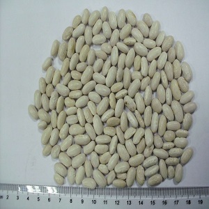 canned dry broad beans uk fava beans price 