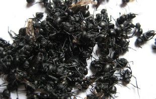 Black Ants Extract