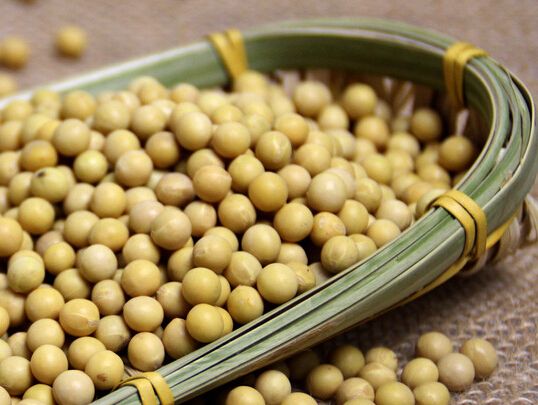 Soybean Extract