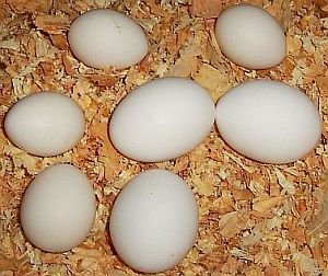 Цыпленок бройлера инкубационные (Ross / Cobb) & Таблица Яйца Grade A