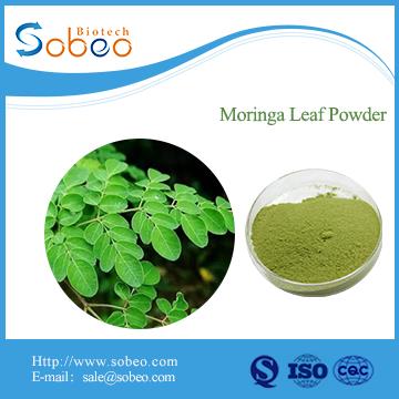 High Quality Organic Moringa Leaf Powder/Moringa Leaf Powder Extract/Moringa Oleifera Leaf Powder