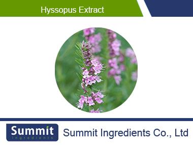 Hyssopus extract 10:1,Hyssopus officinalis