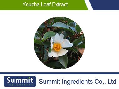 Youcha leaf extract 10:1,Camellia oleifera, Camellia oleifera Abel,a gruel of sweetened,Oil tea extract