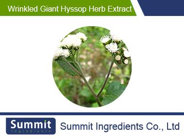 Wrinkled giant hyssop herb extract 10:1,Wrinkled Gianthyssop Herb,wrinkled giant hyssop,bishopwort