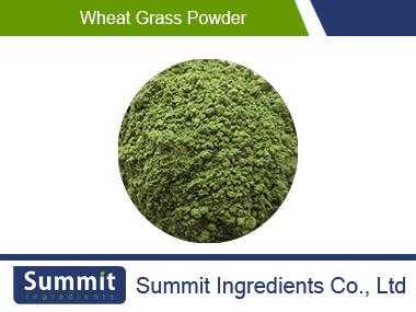 Wheat grass powdered extract 10:1,Pine Wheat Grass, Amazing Grass